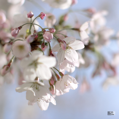 Fleurs de cerisier