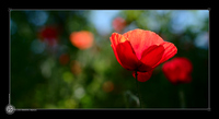 Coquelicots