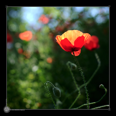 Coquelicots