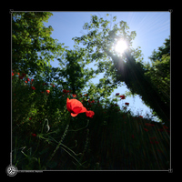 Coquelicots