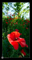 Coquelicots