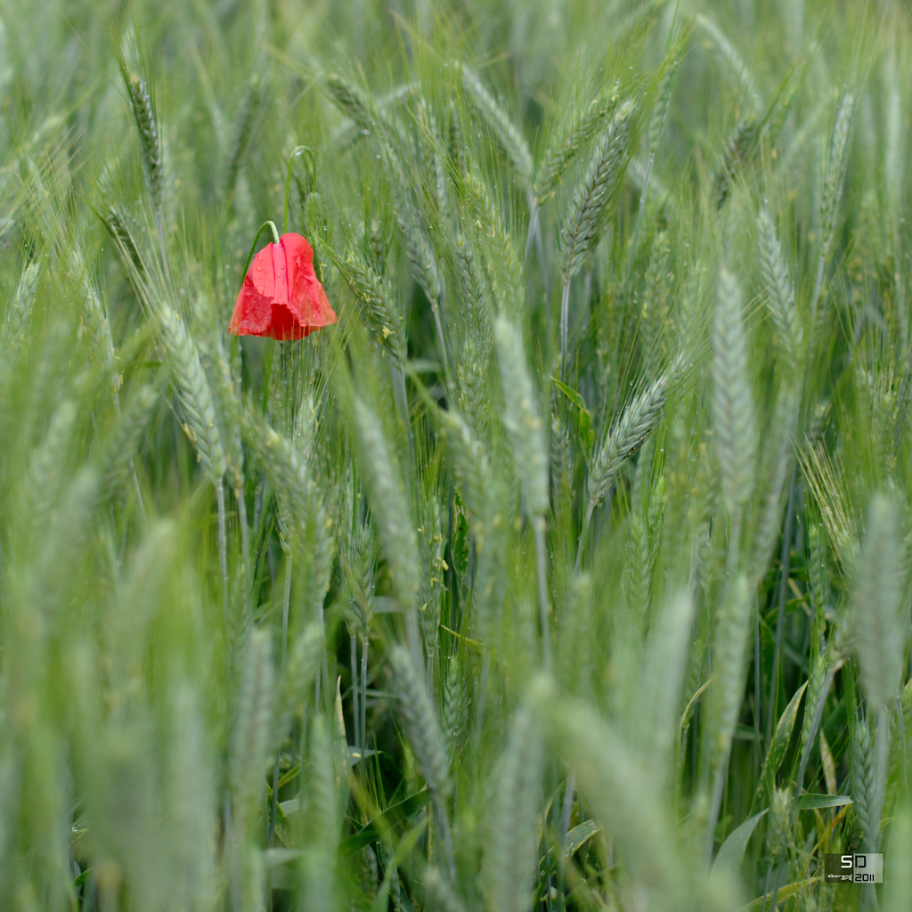 Coquelicot après la pluie