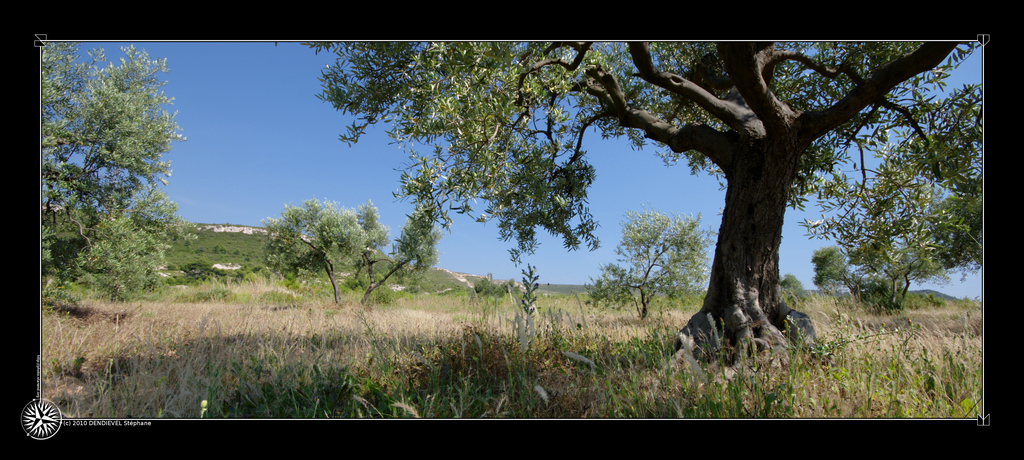 Sous les oliviers