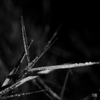 Rosée du matin