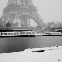 Les pigeons sous la neige