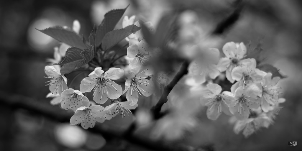 Fleurs de cerisier