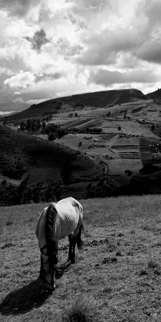 Cheval dans les montagnes