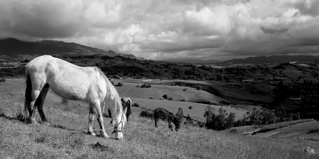 Cheval dans les montagnes