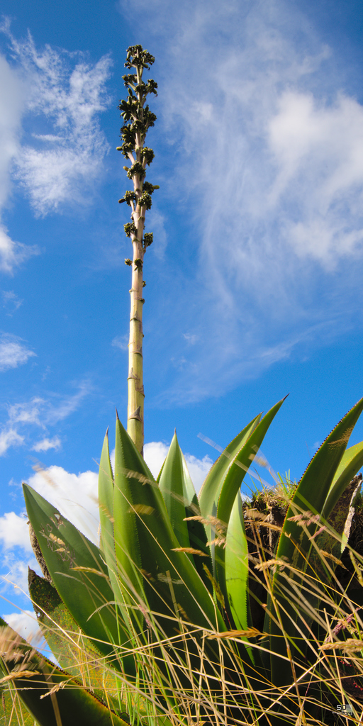 Agave