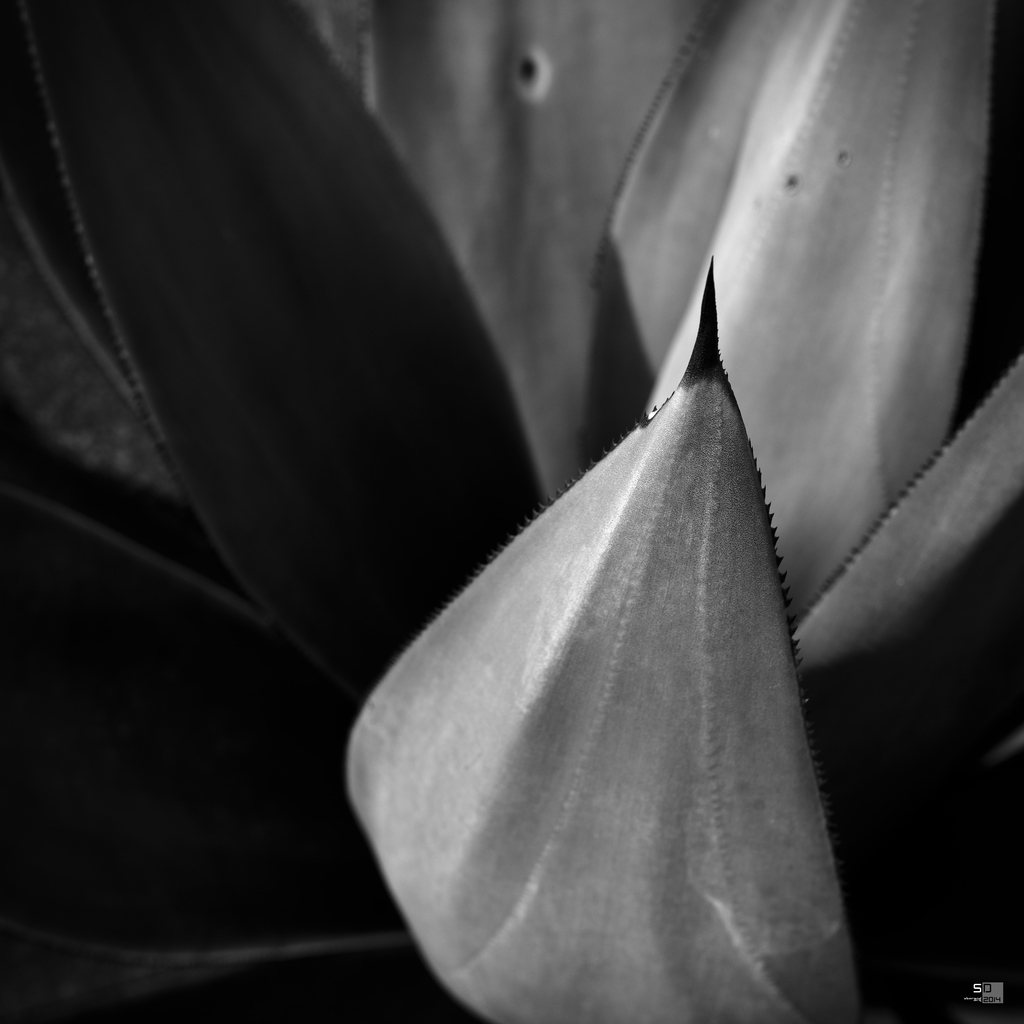 Agave