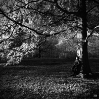 Arbre de lumière