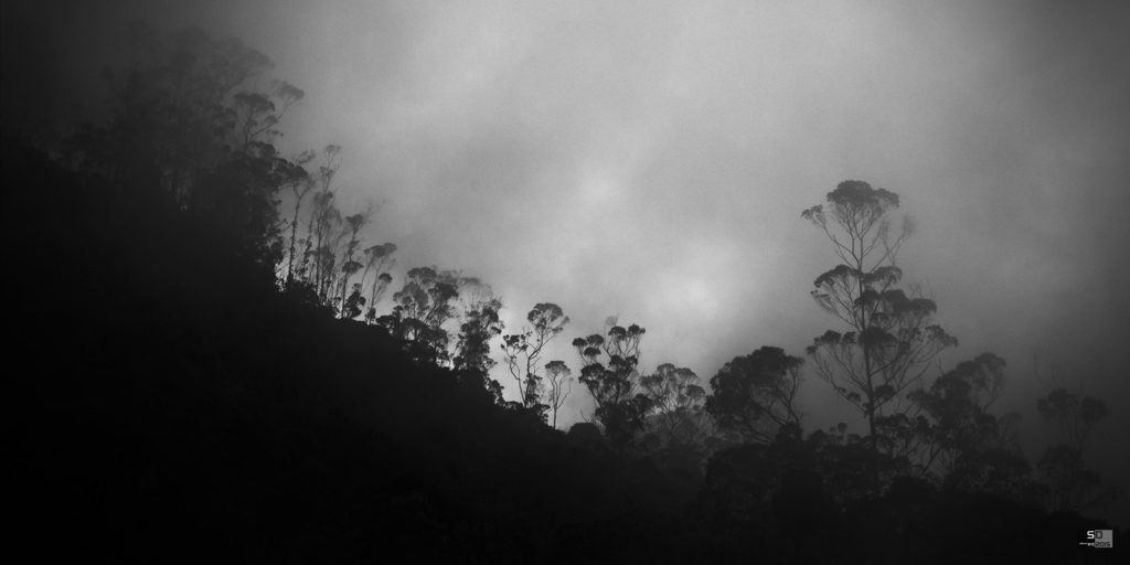 Arbres dans la brume