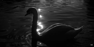 Cygne